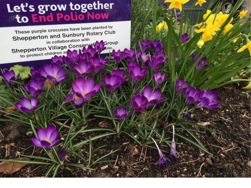 Rotary Crocuses